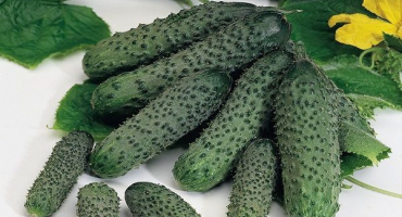 Popis odrůdy okurky pasalimo, její vlastnosti a výnos