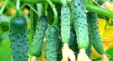 Popis odrůdy okurky siberian express, vlastnosti pěstování a péče