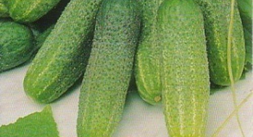 Popis odrůdy okurky adam a doporučení pro pěstování a péči