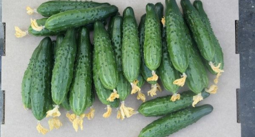 Popis odrůdy okurek sportovce, vlastnosti pěstování a péče