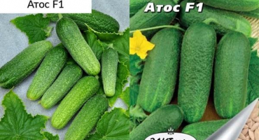 Popis odrůdy okurky atos, vlastnosti pěstování a péče