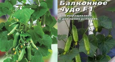 Popis rozmanitosti okurek balkonový zázrak, vlastnosti pěstování a péče