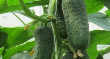 Popis odrůdy okurky bettin, vlastnosti pěstování a výnos