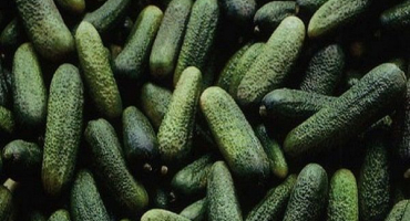 Popis kultivaru okurky dirigent f1, její výnos a pěstování