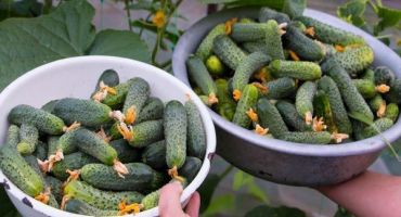 Popis odrůdy dolomitové okurky, její vlastnosti a výnos