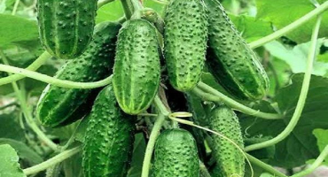 Popis různých okurky přátelské rodiny, vlastnosti pěstování a péče