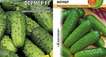 Popis farmářské odrůdy okurek, pěstitelských vlastností a výnosu