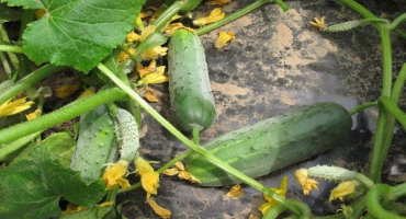 Popis odrůd okurek hector, rváč, mláďata, naděje a kobylka a jejich vlastnosti