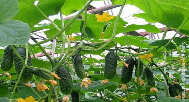 Popis hitu sezóny odrůdy okurky, doporučení pro pěstování a péči