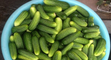 Popis odrůdy okurky smaragdové rodiny, vlastnosti pěstování a péče