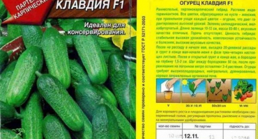 Popis odrůdy okurky claudia, její vlastnosti a výnos