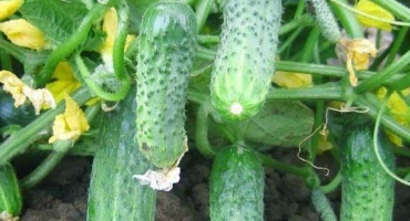 Popis odrůdy okurky crispina, její vlastnosti a výnos