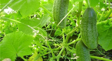 Popis odrůdy okurek vlaštovičník, rysy pěstování a péče