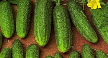 Popis odrůdy okurek libella a pěstování