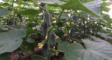 Popis odrůdy okurek lutoyar, vlastnosti pěstování a péče