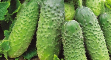 Popis odrůdy okurek husí kůže, jejich vlastnosti a pěstování