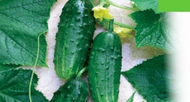 Popis odrůdy okurky natasha, vlastnosti pěstování a výnos