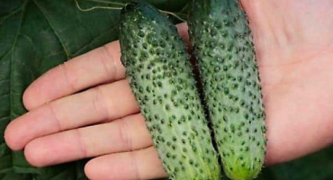 Popis odrůdy okurky paratunka, pěstování a výnos