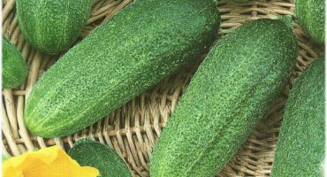 Popis odrůdy okurky prima donna f1, vlastnosti pěstování a péče