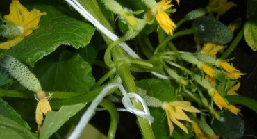 Popis odrůdy okurky trámové nádhery, její vlastnosti a produktivita