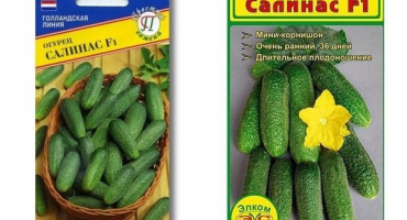 Popis odrůdy okurky salinas, její vlastnosti a výnos