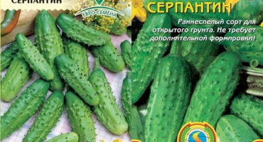 Popis odrůdy hadcové okurky, její pěstování a vlastnosti