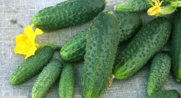 Popis odrůdy okurek shchedryk, jejich pěstování