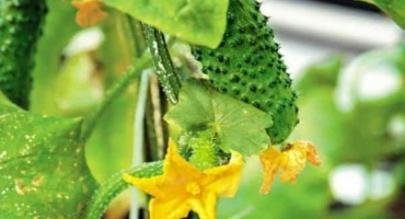 Popis odrůdy okurky spino, vlastnosti pěstování a péče