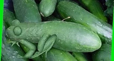 Popis odrůdy okurek syn police, vlastnosti pěstování a péče