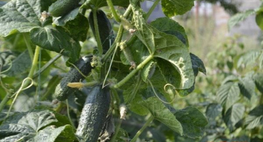 Popis různých okurek legrační trpaslíci, vlastnosti pěstování a produktivity