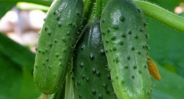 Popis různých okurek legrační kluci, vlastnosti pěstování a produktivity