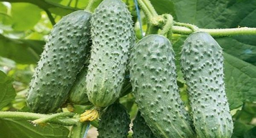 Popis odrůdy okurky vyatsky, jejích vlastností a výnosu