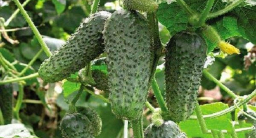 Popis odrůdy okurek tchyně a tchyně a jejich charakteristika