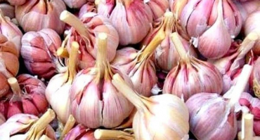 Popis odrůdy zimní česnekové houby, vlastnosti pěstování a péče