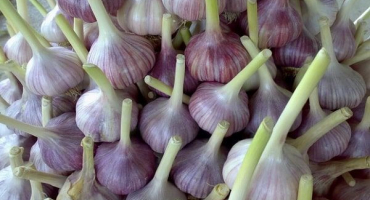 Popis odrůdy skytského zimního česneku, vlastnosti pěstování a výnos