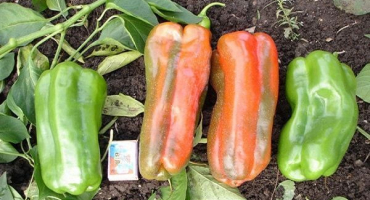 Popis odrůdy papriky kakadu a její vlastnosti