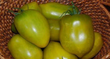 Popis odrůdy chili verde rajčat, vlastnosti pěstování a péče