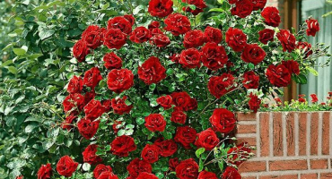 Popis odrůdy růže santana, výsadba a péče na otevřeném poli