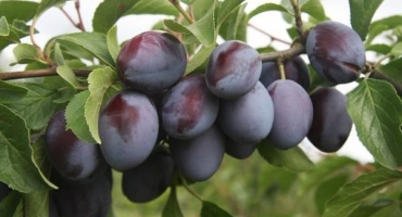 Popis odrůdy švestky bogatyrskaya, opylovačů stromů, pěstování a péče