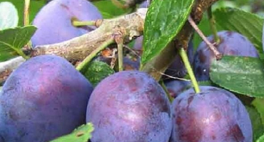 Popis odrůdy švestky eurasia, pěstování a péče, opylovači