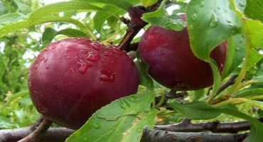 Popis odrůdy cukrové švestky, pěstování a péče, opylovačů a rozmnožování