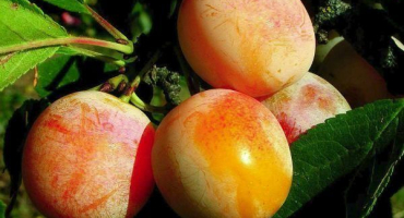 Popis odrůdy švestky medonosné, technologie výsadby, péče a řez, opylovači