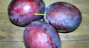 Popis prezidenta odrůdy švestky, pěstování a péče o strom