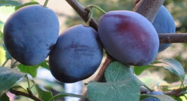 Popis odrůdy švestky smolinka, výsadba a péče, zalévání a prořezávání stromu