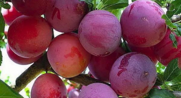 Popis vzniku odrůdy švestky, opylovačů, pěstování a péče