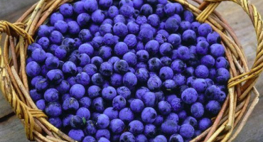 Popis odrůdy švestky ternovka, výběr sazenic, výsadba a péče