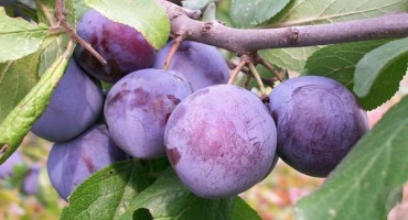 Popis odrůdy švestky volha krása, pěstování a péče