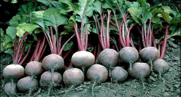 Popis odrůdy řepy pablo, vlastnosti pěstování a péče