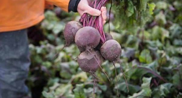 Popis odrůdy červené řepy wodan f1, vlastnosti pěstování a péče