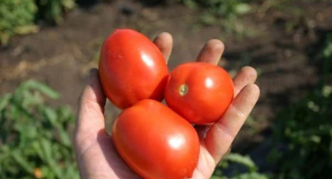 Popis odrůdy rajčat bonaparte, její vlastnosti a pěstování